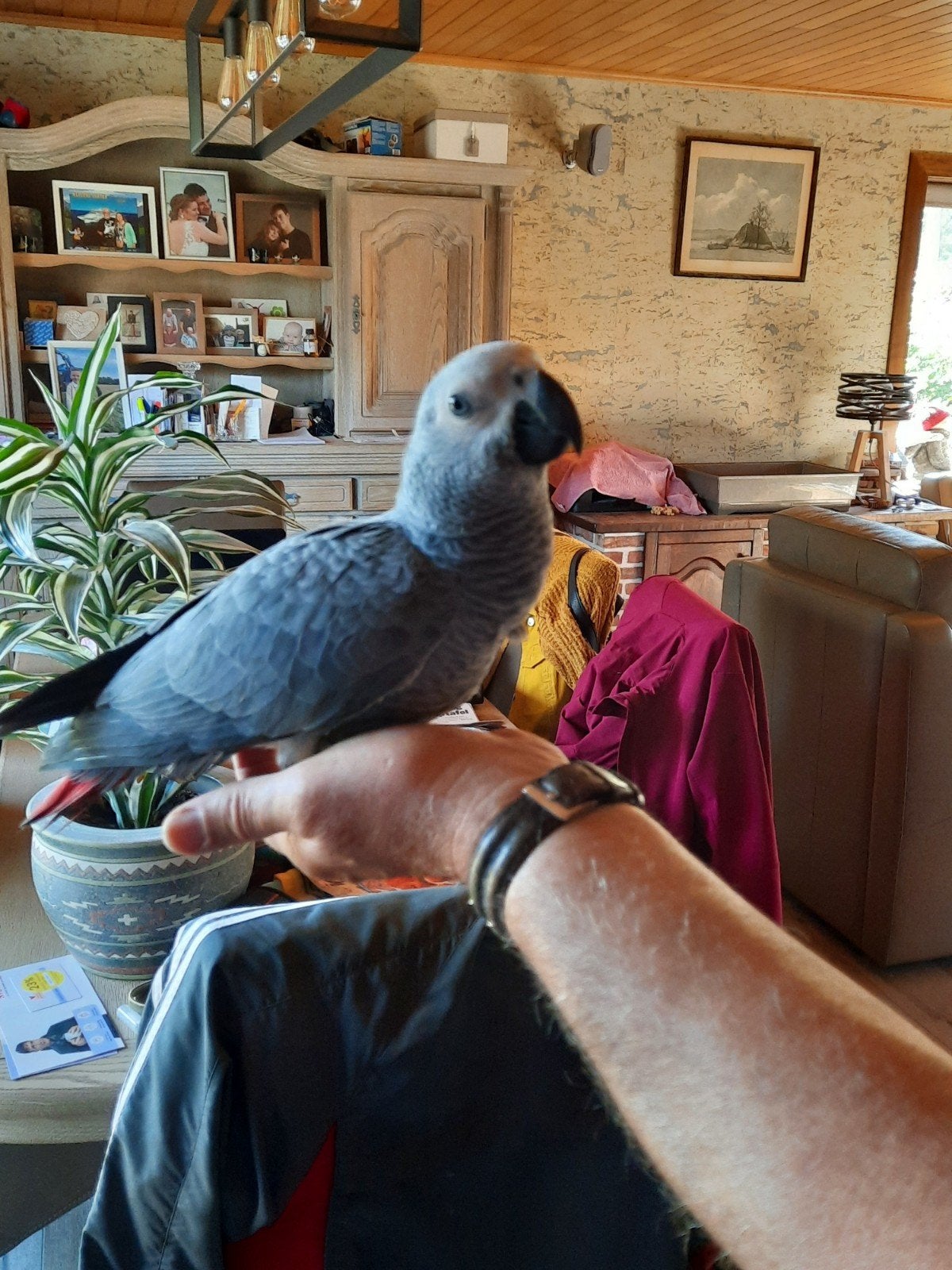handtamme grijze roodstaart, Animaux & Accessoires, Mâle, Perroquet, Domestique