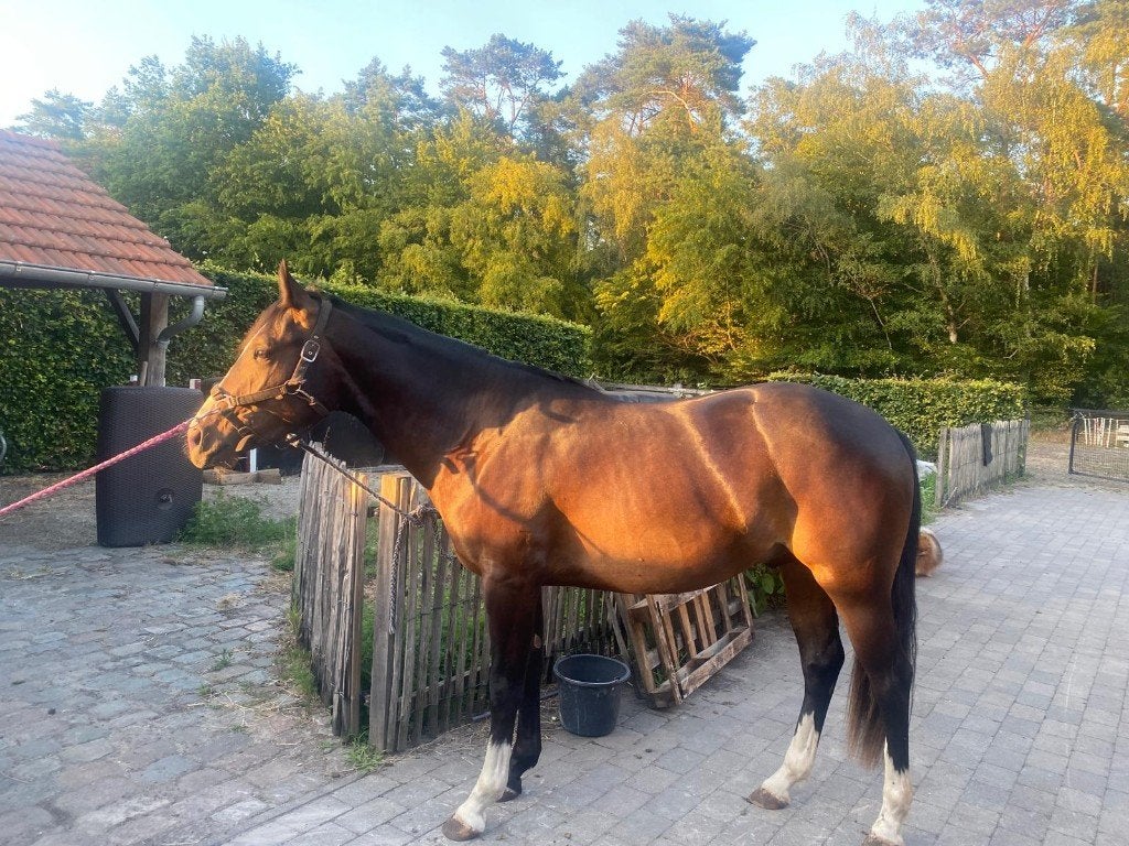 Quarter horse hengst, Avec pedigree, Moins de 160 cm, Cheval western, Étalon