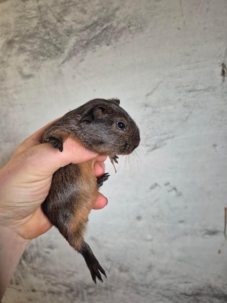 Jong Cavia beertje goud agouti, Février, Plusieurs animaux, Cobaye