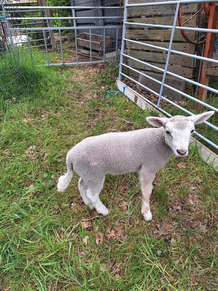 fleslam te koop, Mâle, Mouton, 0 à 2 ans