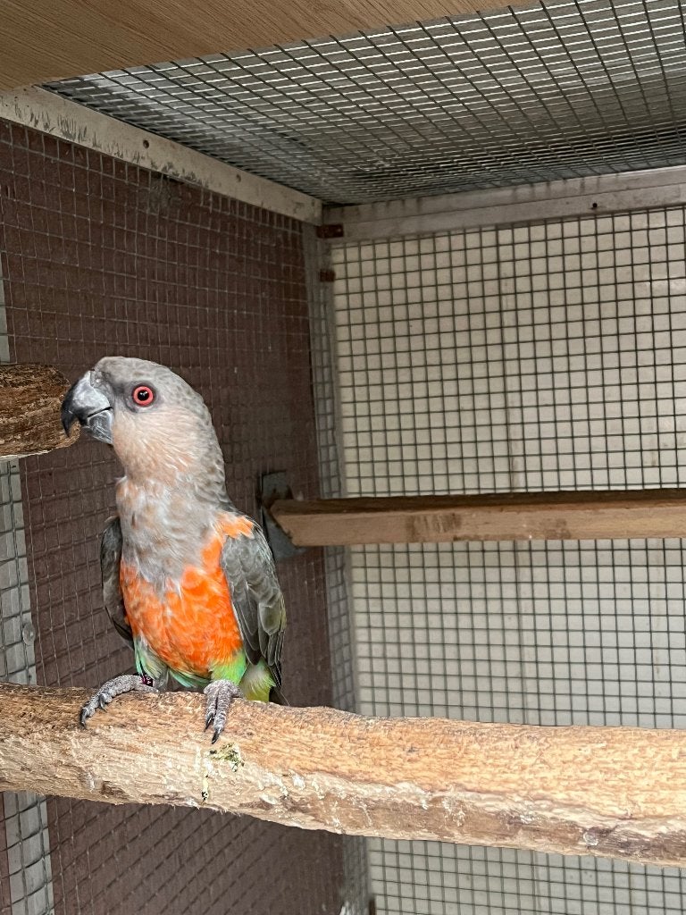 Poicephalus Rufiventris, Mannelijk, Geringd