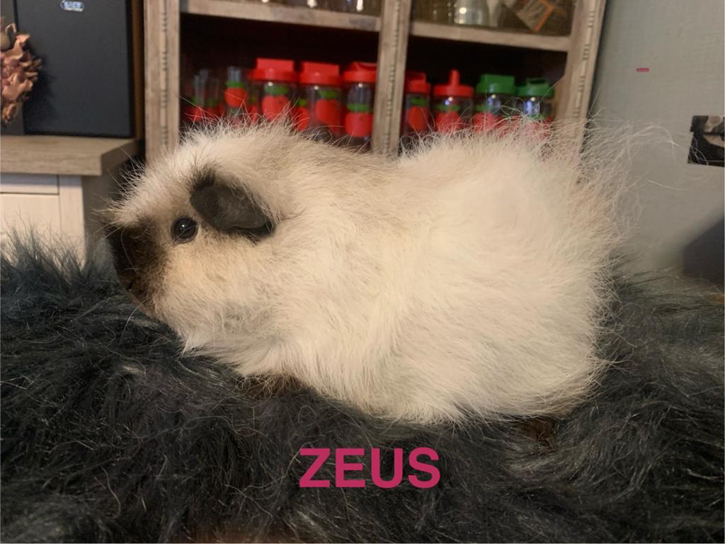 Lieve,gezonde, (Ras) Cavia’s vanaf 4 weekjes, Animaux & Accessoires, Rongeurs, Plusieurs animaux, Cobaye, Avril, Domestique