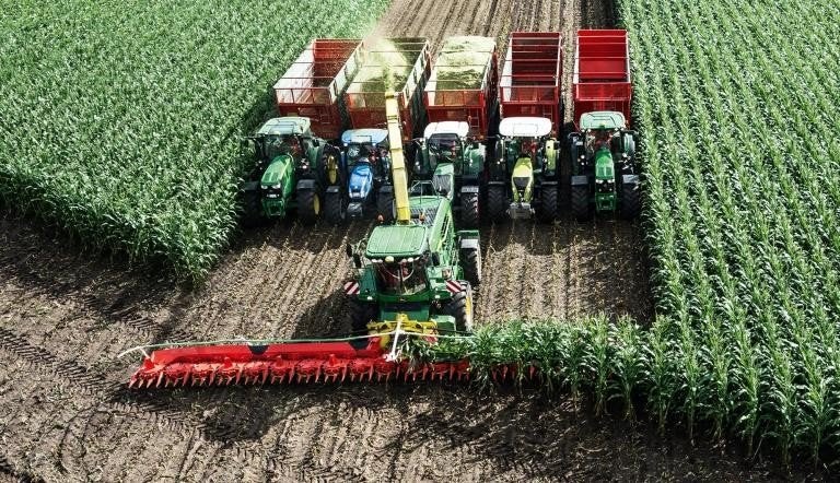 maïs op stam, Zakelijke goederen, Landbouw | Veevoer, Ophalen of Verzenden