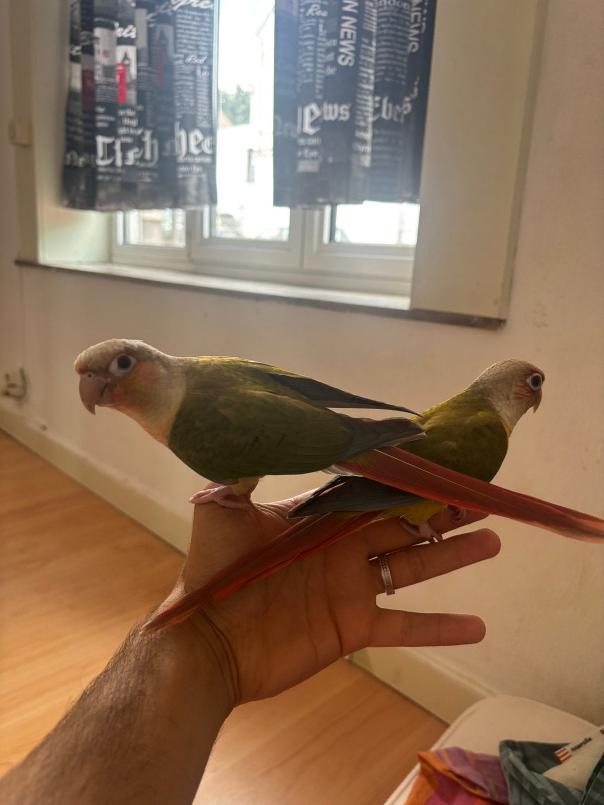 2 Conures ANANAS EAM + cage offerte, Animaux & Accessoires