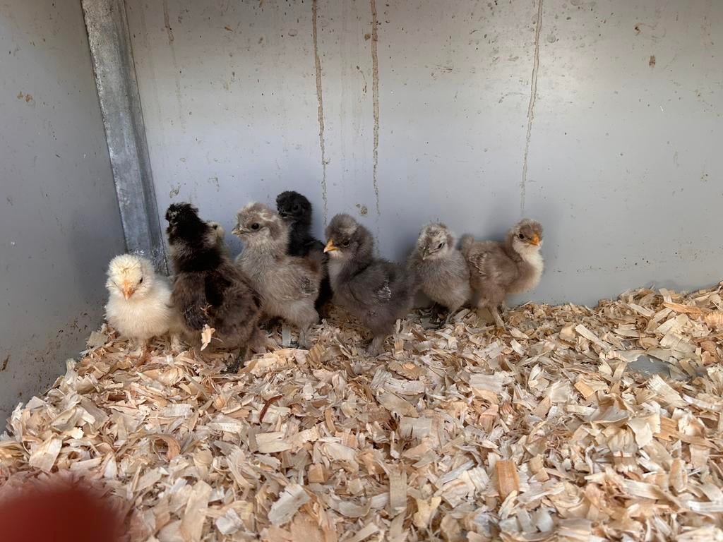 Zijdehoender kuikens, Sexe inconnu, Poule ou poulet
