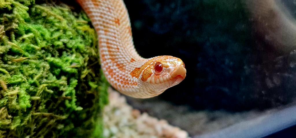 Albino haakneus + terrarium + voeding, Dieren en Toebehoren, Reptielen en Amfibieën, Slang