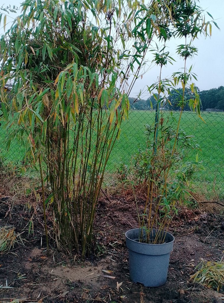 Fargesia 'Superjumbo' in pot of rechtstreeks op kluit, Tuin en Terras, Ophalen, Bamboe, Haag
