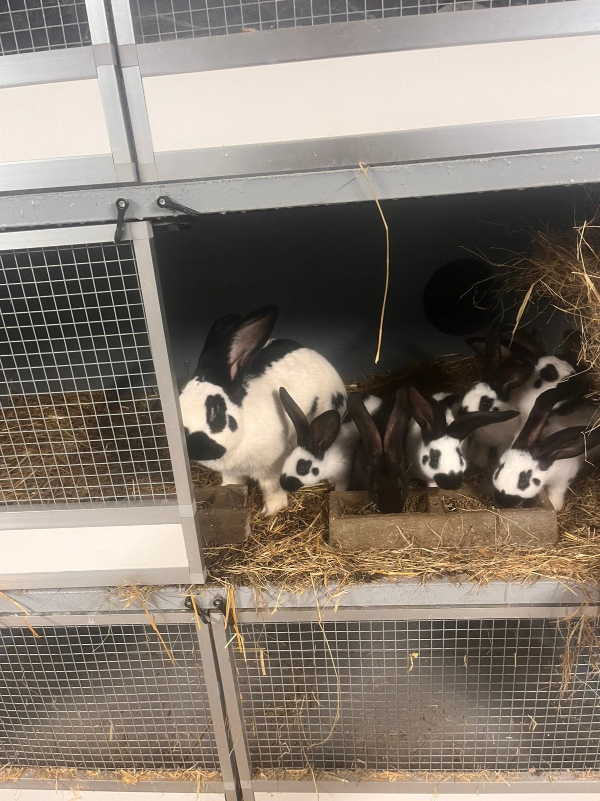 Groot lotharinger - Reuzevlinder, Dieren en Toebehoren, Konijnen, Meerdere dieren, Groot, 0 tot 2 jaar