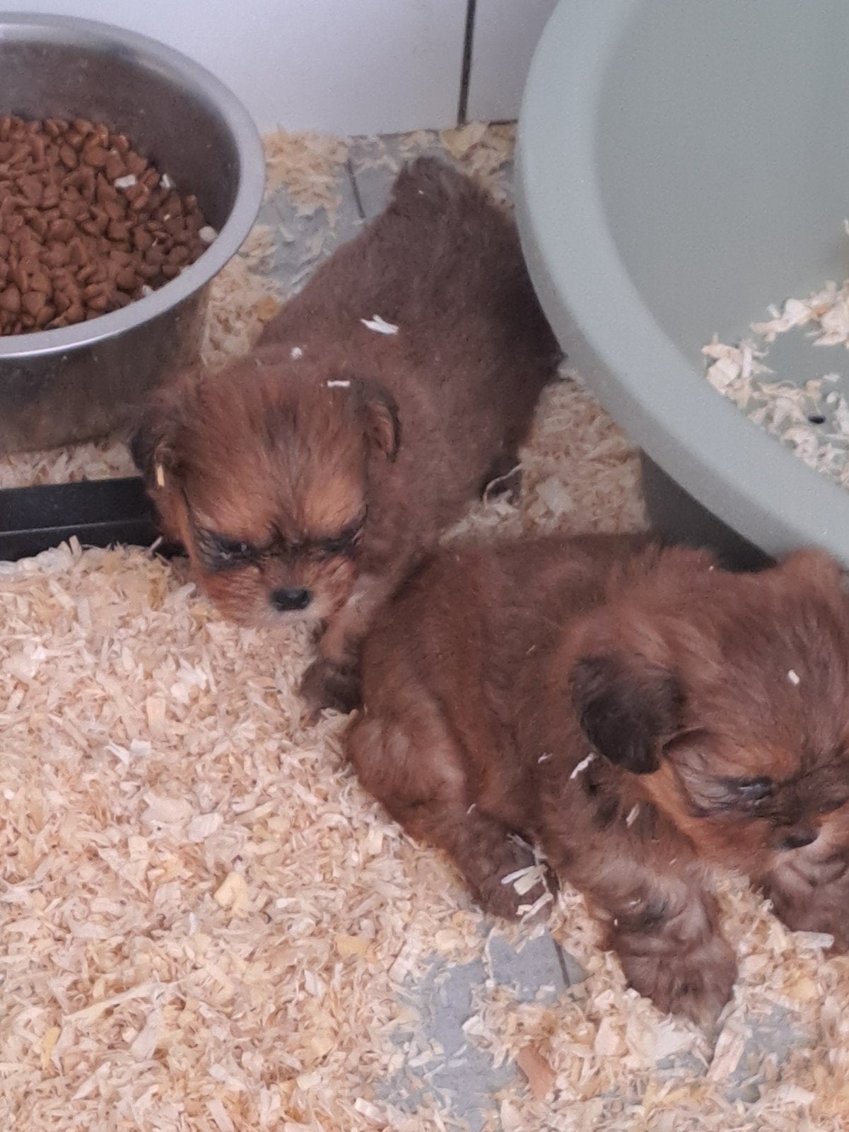 Shih tzu pups, Dieren en Toebehoren, Parvo, België, Overige rassen, 8 tot 15 weken