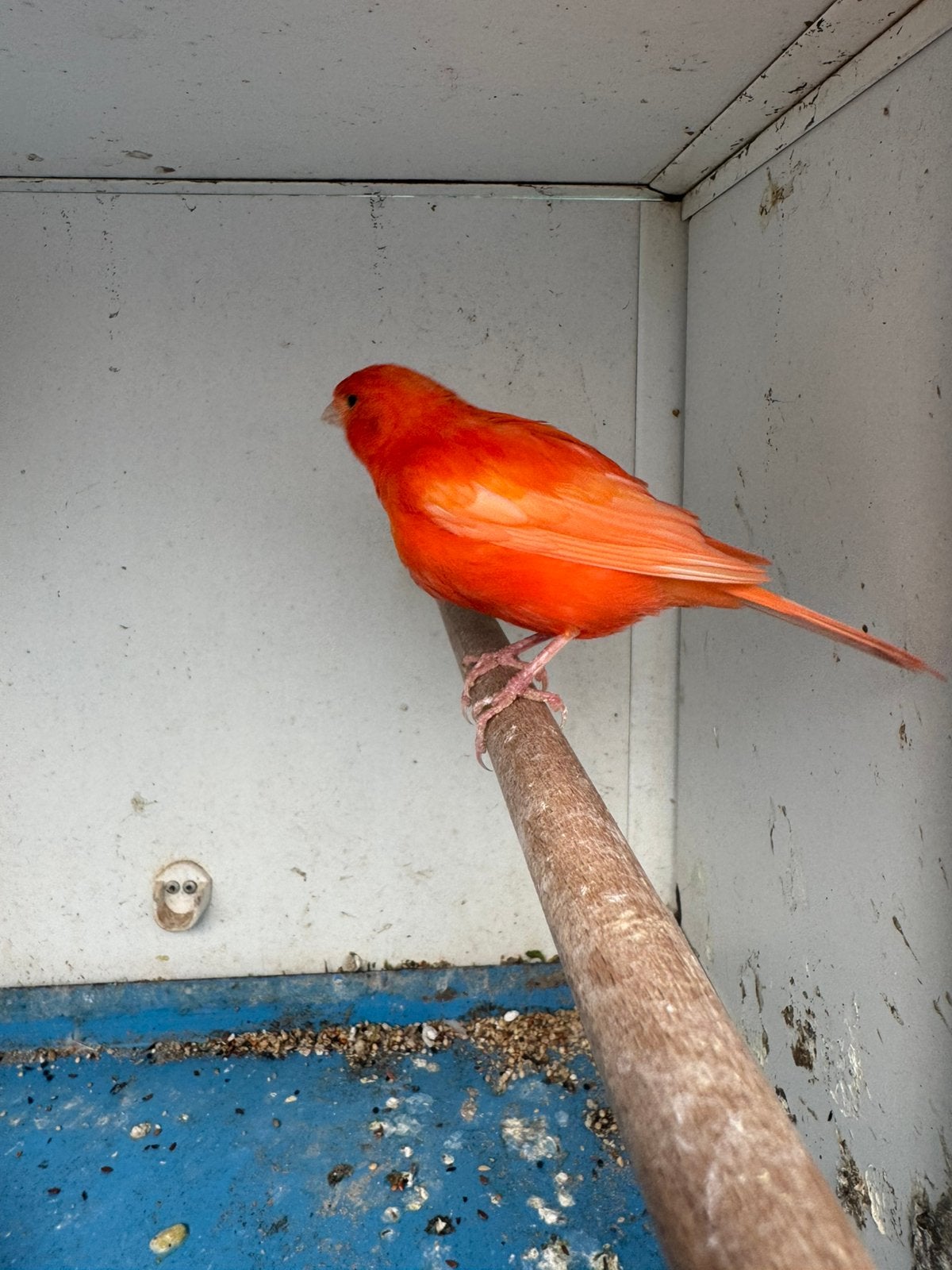 Koppel, Dieren en Toebehoren, Vogels | Kanaries