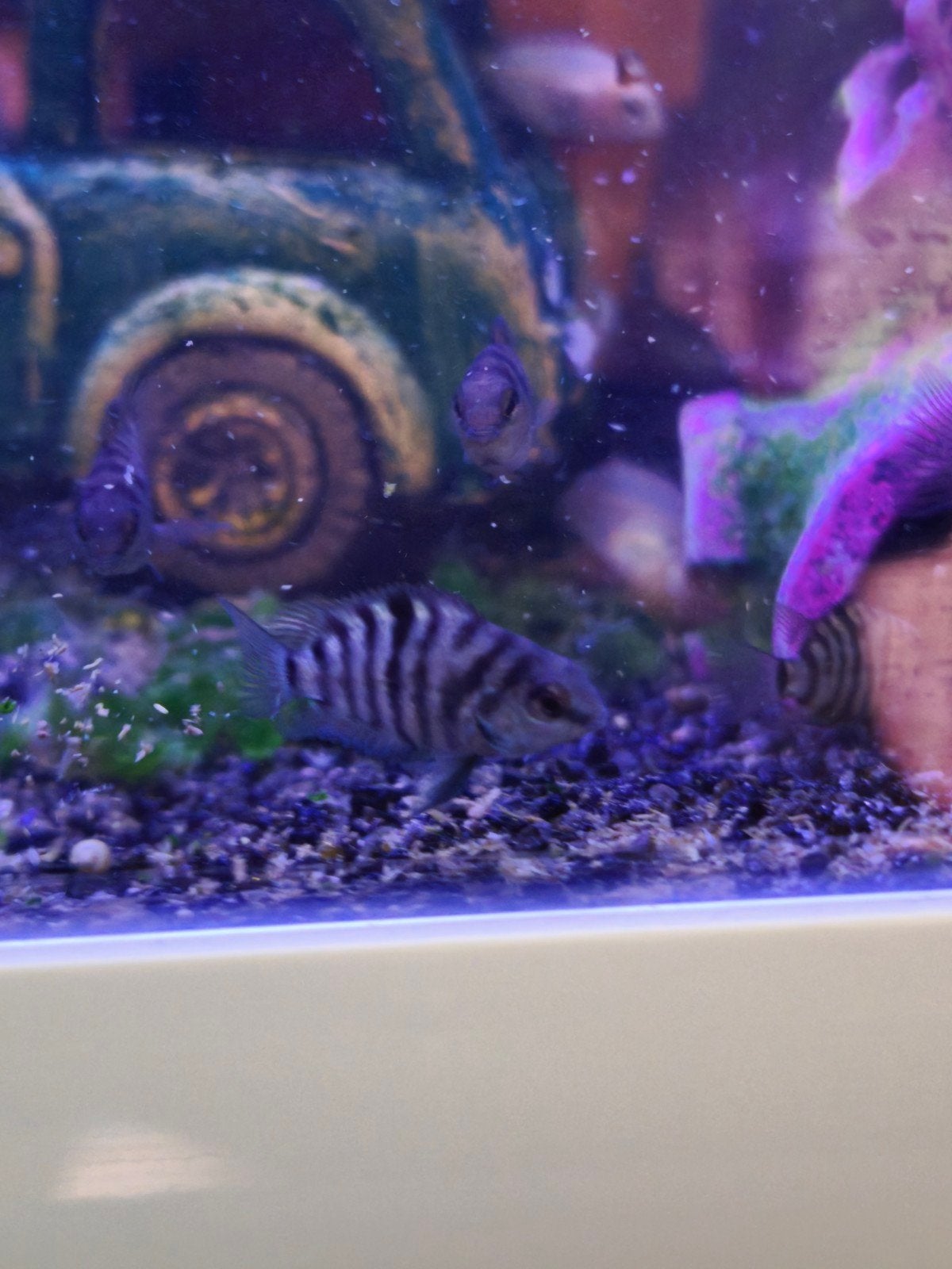 Zebra chicliden jongen, Dieren en Toebehoren, Vis, Zoetwatervis, Schoolvis