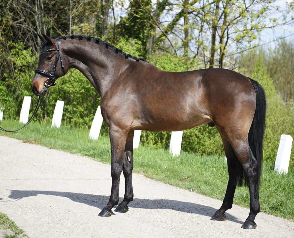 Universal Sport Horse, Animaux & Accessoires, Chevaux, Hongre, 165 à 170 cm, Cheval de saut, 7 à 10 ans