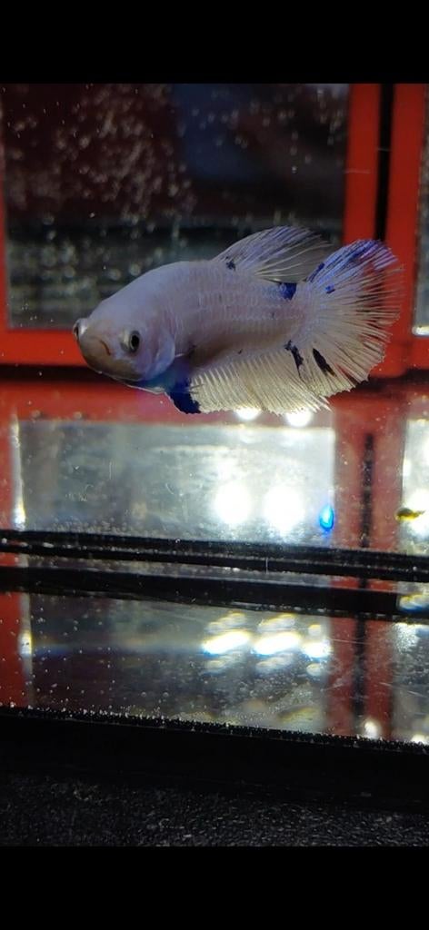 Betta vrouw halfmoon, Dieren en Toebehoren, Vissen | Aquariumvissen, Vis