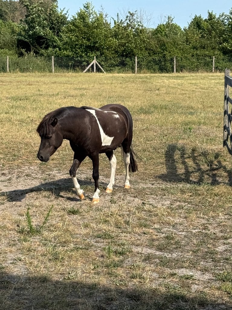 stamboek eerste premie NMPRS en AMHR hengstje 5 jaar 91cm, Étalon, Poney A (jusqu'à 1.17 m), Avec pedigree, 3 à 6 ans