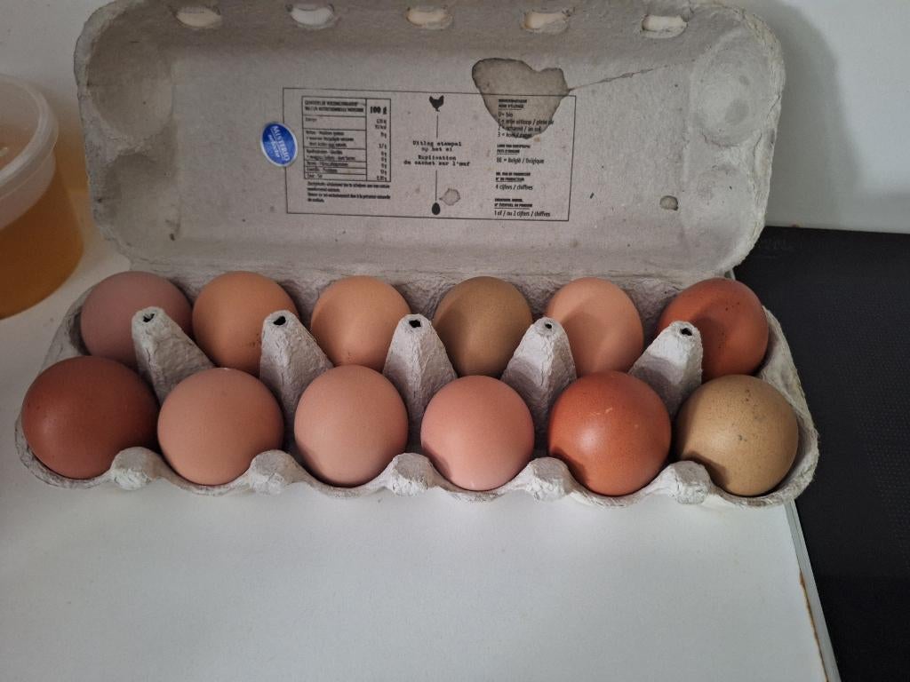 Broedeieren Bielefelder, marans, olive egger, RIR en Amrock, Dieren en Toebehoren, Pluimvee, Geslacht onbekend, Kip