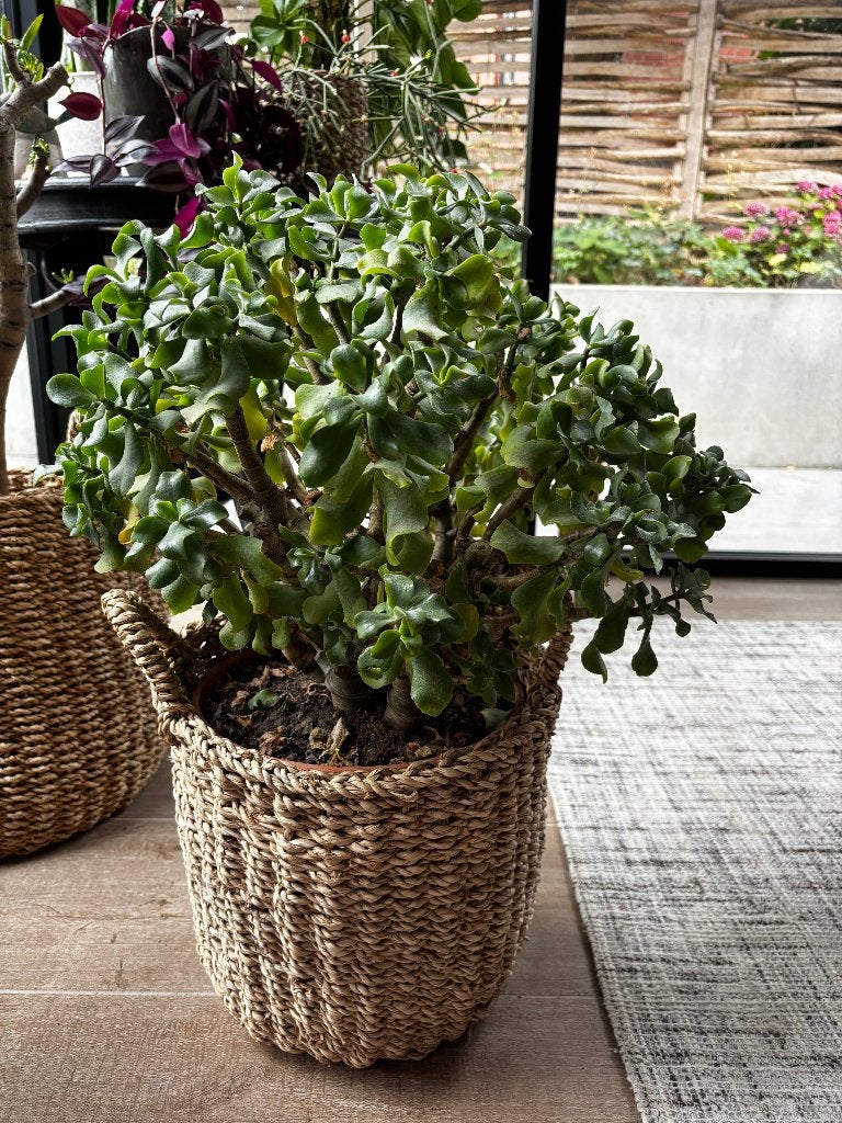 XL plante succulente crassula, feuilles enroulées bleu clair, Plante verte, Enlèvement, Plante succulente, Moins de 100 cm