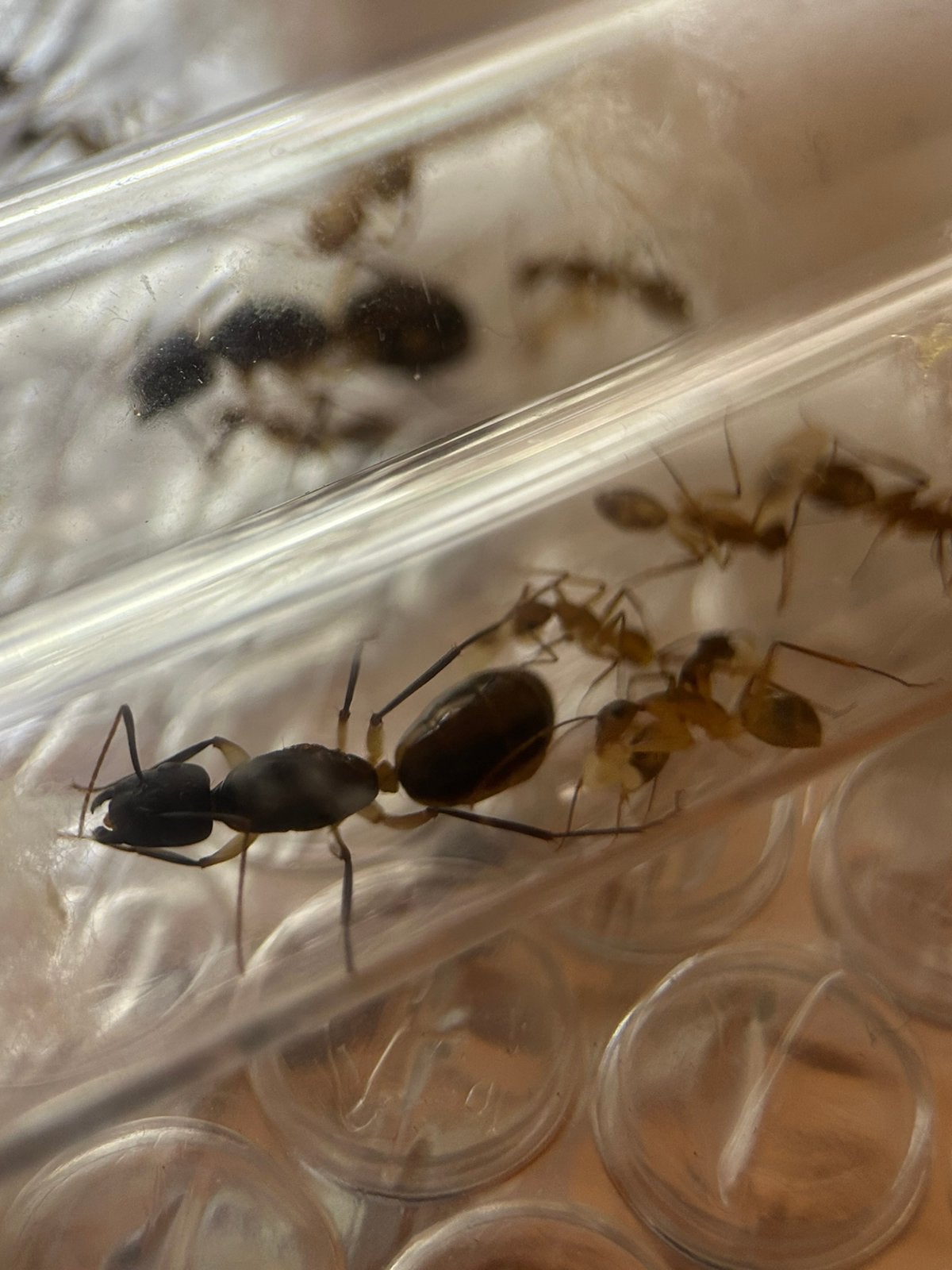 Camponotus maculatus Q met 5-10 werksters / mieren ant, Dieren en Toebehoren, Mieren