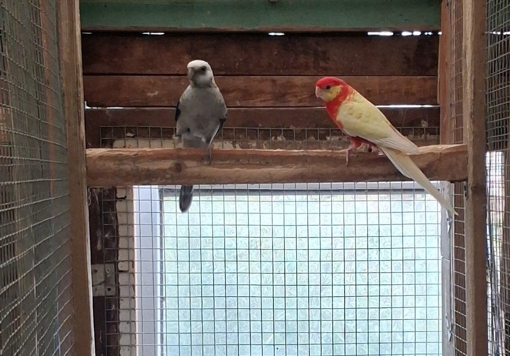 Stanley Rosella Koppel Blauw x Lutino, Meerdere dieren, Parkiet, Geringd