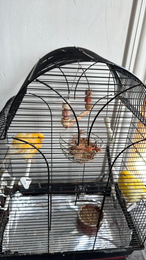 2 mâles canaris avec cage et nourriture, Mâle, Canari de couleur