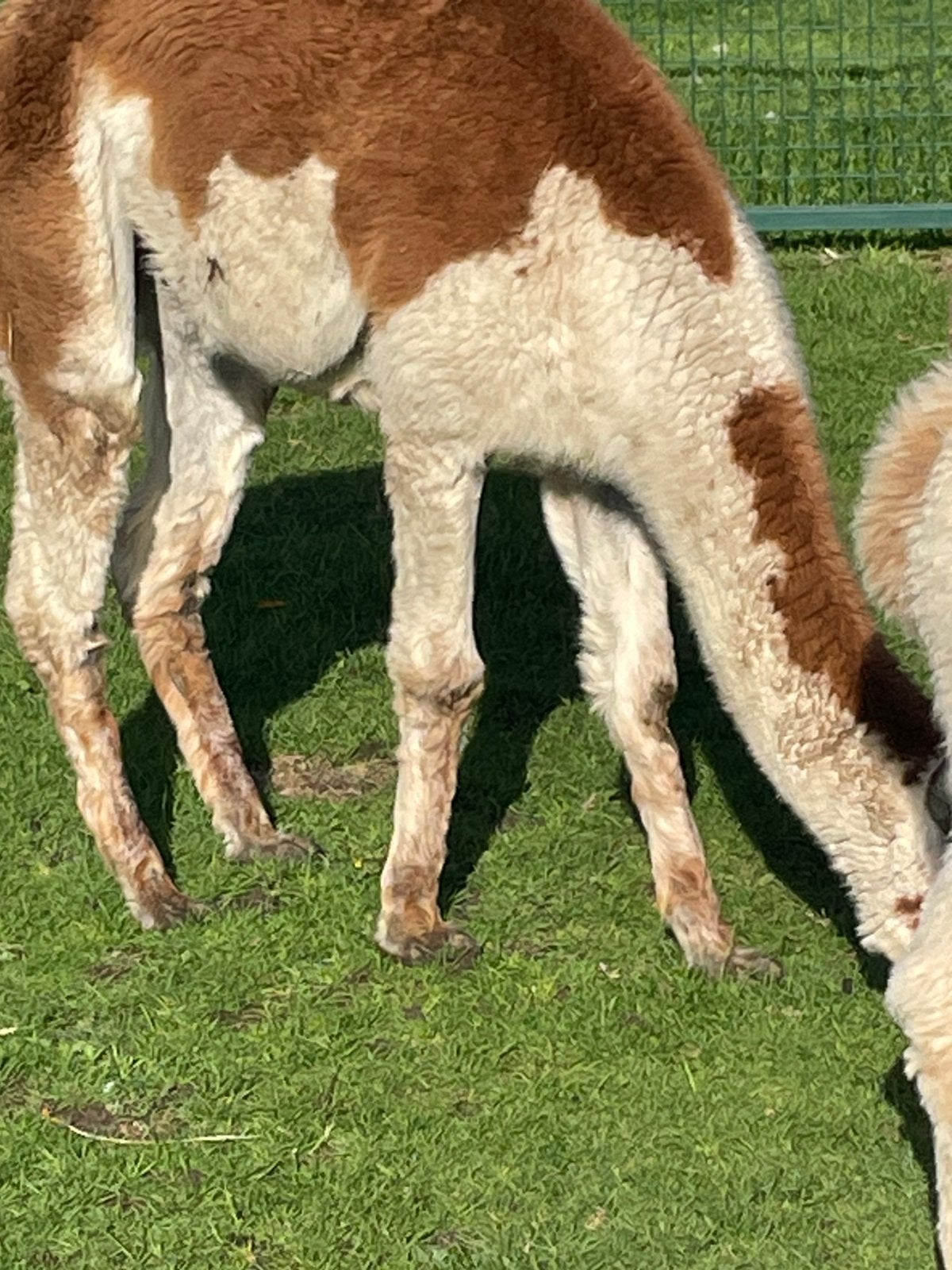 Alpaca veulens april, mei, juni, April