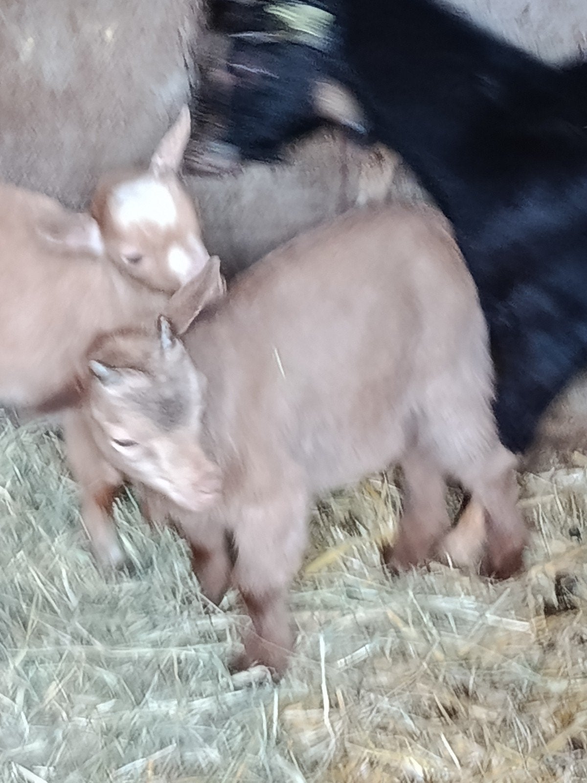 Dwerggeiten  bokjes, MIEKE. IS. GERESERVEERD, Meerdere dieren, Geit, 0 tot 2 jaar