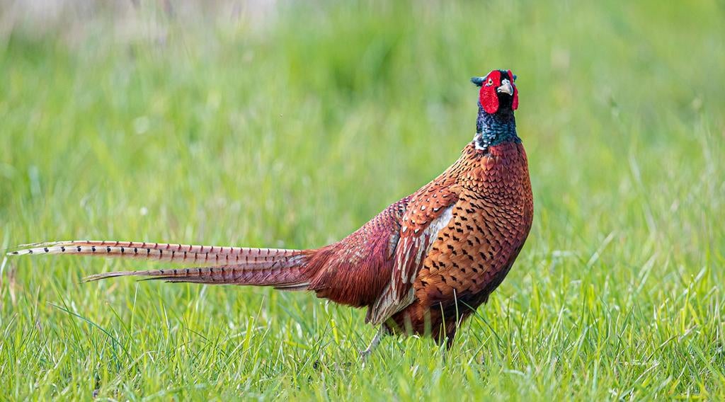 Broedeieren bosfazant, Dieren en Toebehoren, Meerdere dieren, Overige soorten