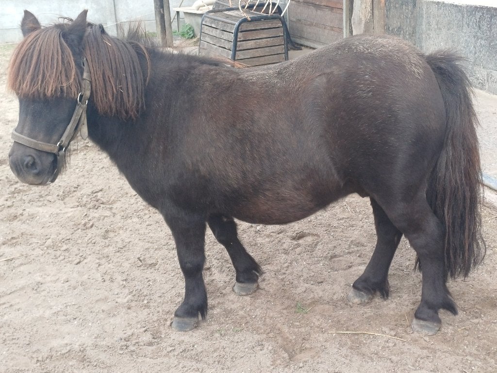 Kleine shetlander ruin, Dieren en Toebehoren, Pony's, Ruin, Tuigpony, Gechipt, 11 jaar of ouder