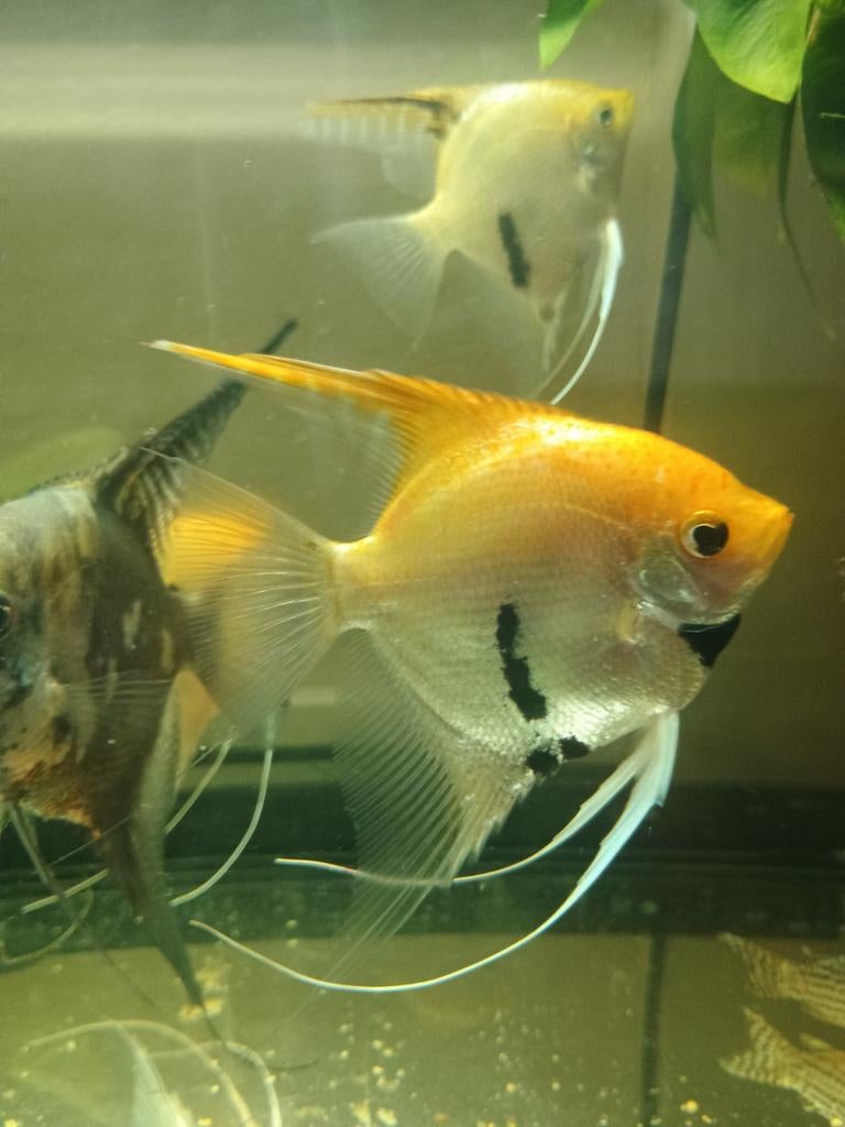 Koi maanvissen 3 koppels, Dieren en Toebehoren, Vissen | Aquariumvissen