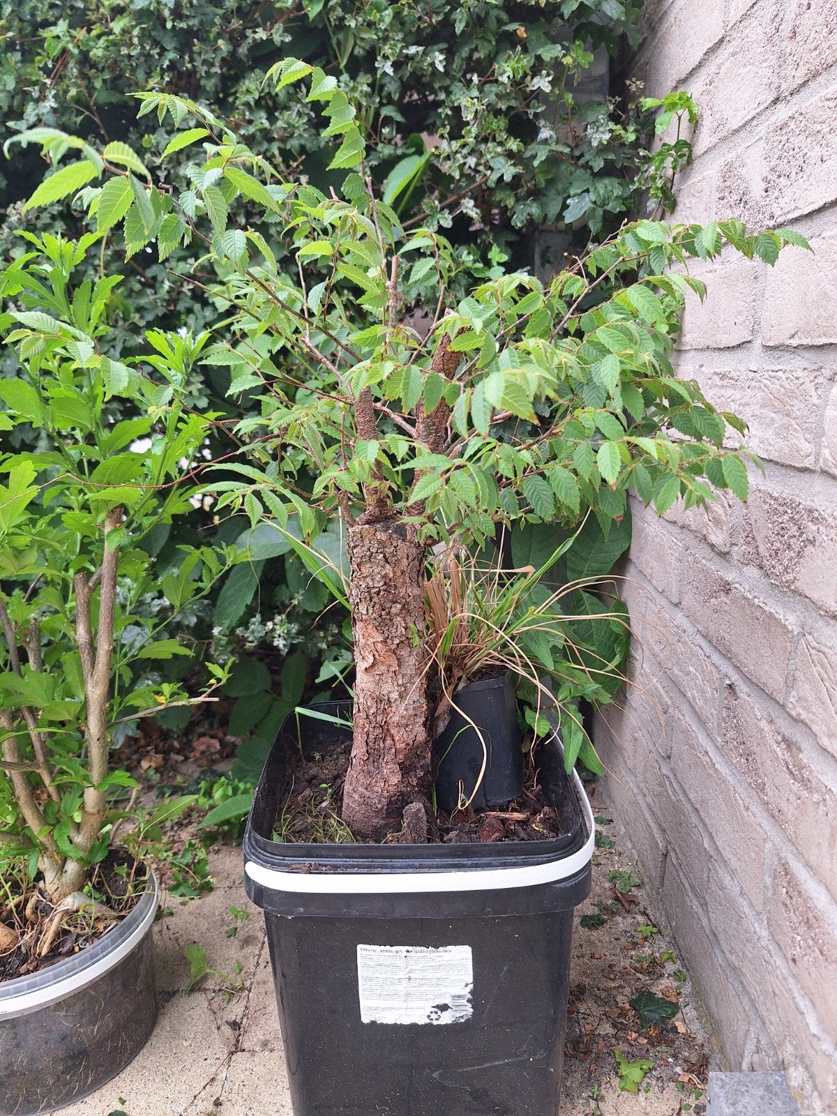 Mooie startplant zelkova te koop., Ophalen