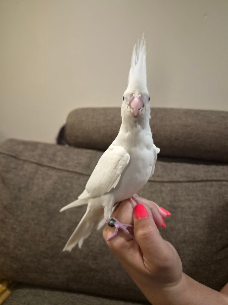 Allerlaatste albino popje met DNA certificaat, Femelle, Perruche, Domestique