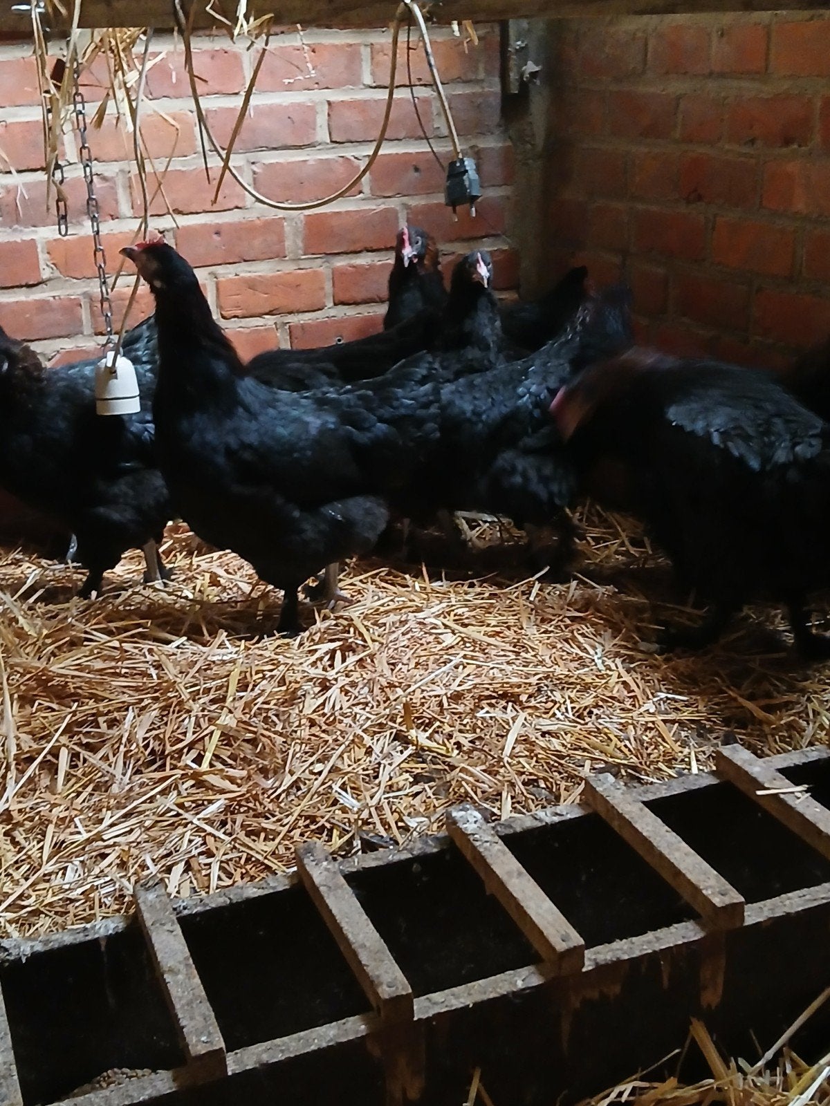 marans hennen, Dieren en Toebehoren, Pluimvee