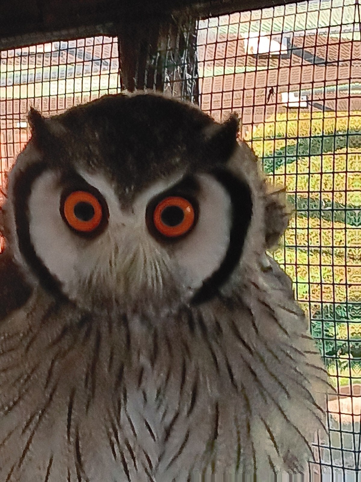 roofvogels, Geslacht onbekend