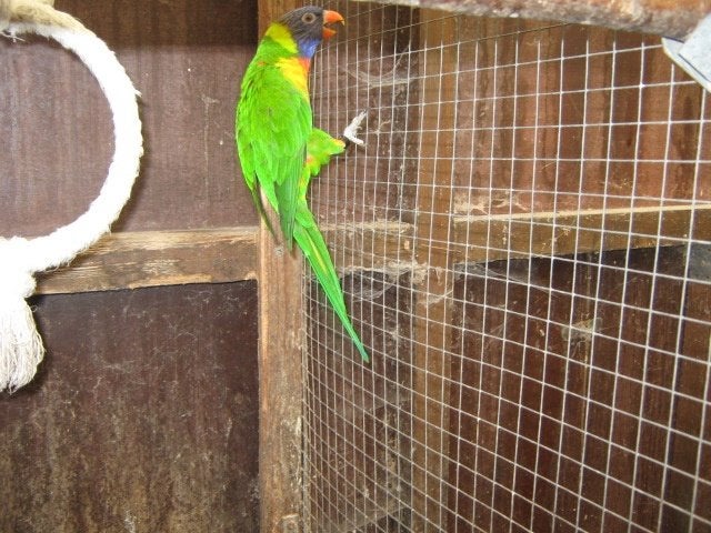 a vendre beau male lori blauw bergen 2025, Mâle, Perroquet, Bagué