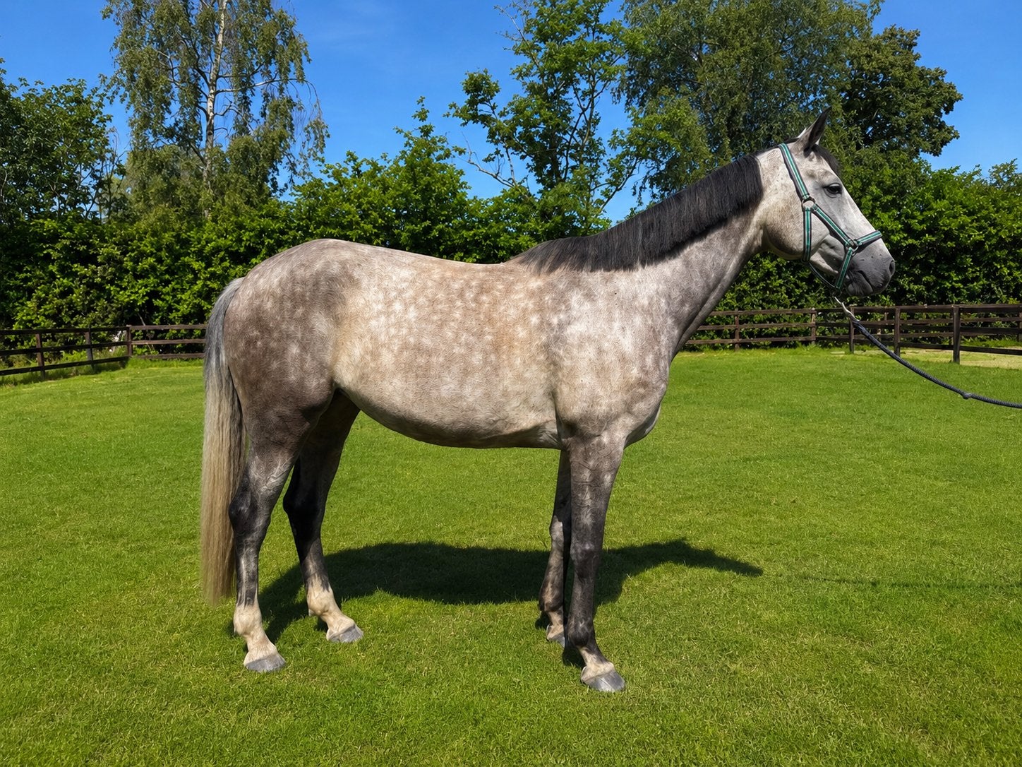 Fokmerrie / recreatie Tangelo x Carthago x Ramiro, Dieren en Toebehoren, Paarden, Merrie, Niet van toepassing, Springpaard