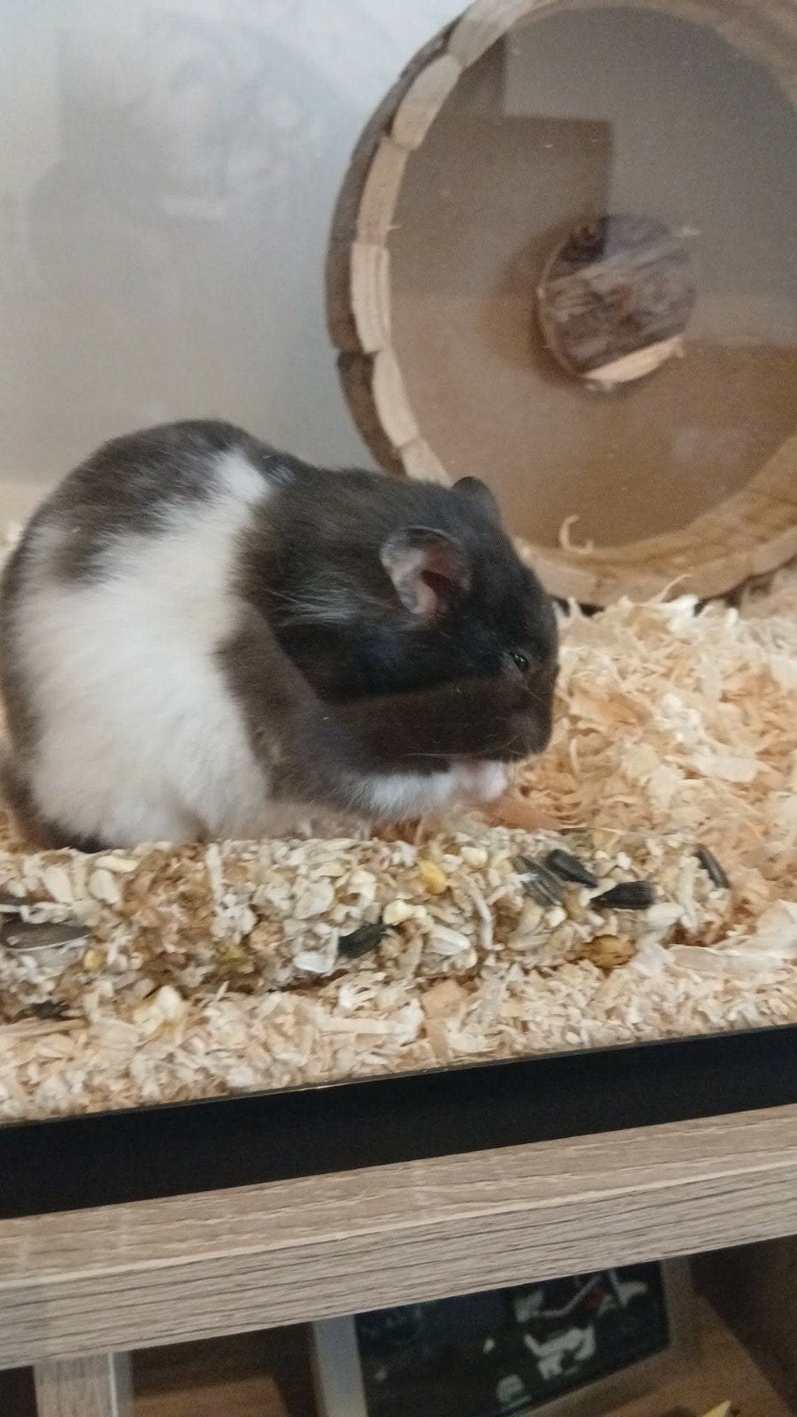 Te koop, Dieren en Toebehoren, Februari, Hamster