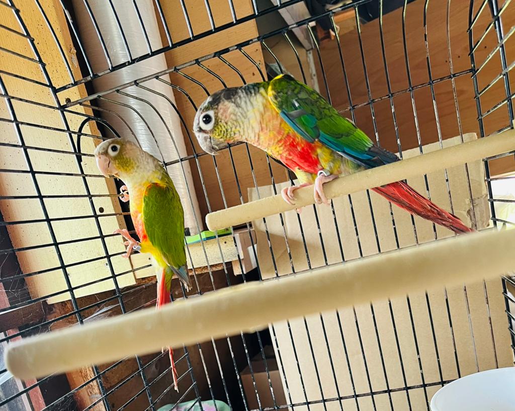 Couple conure reproducteur, Bagué