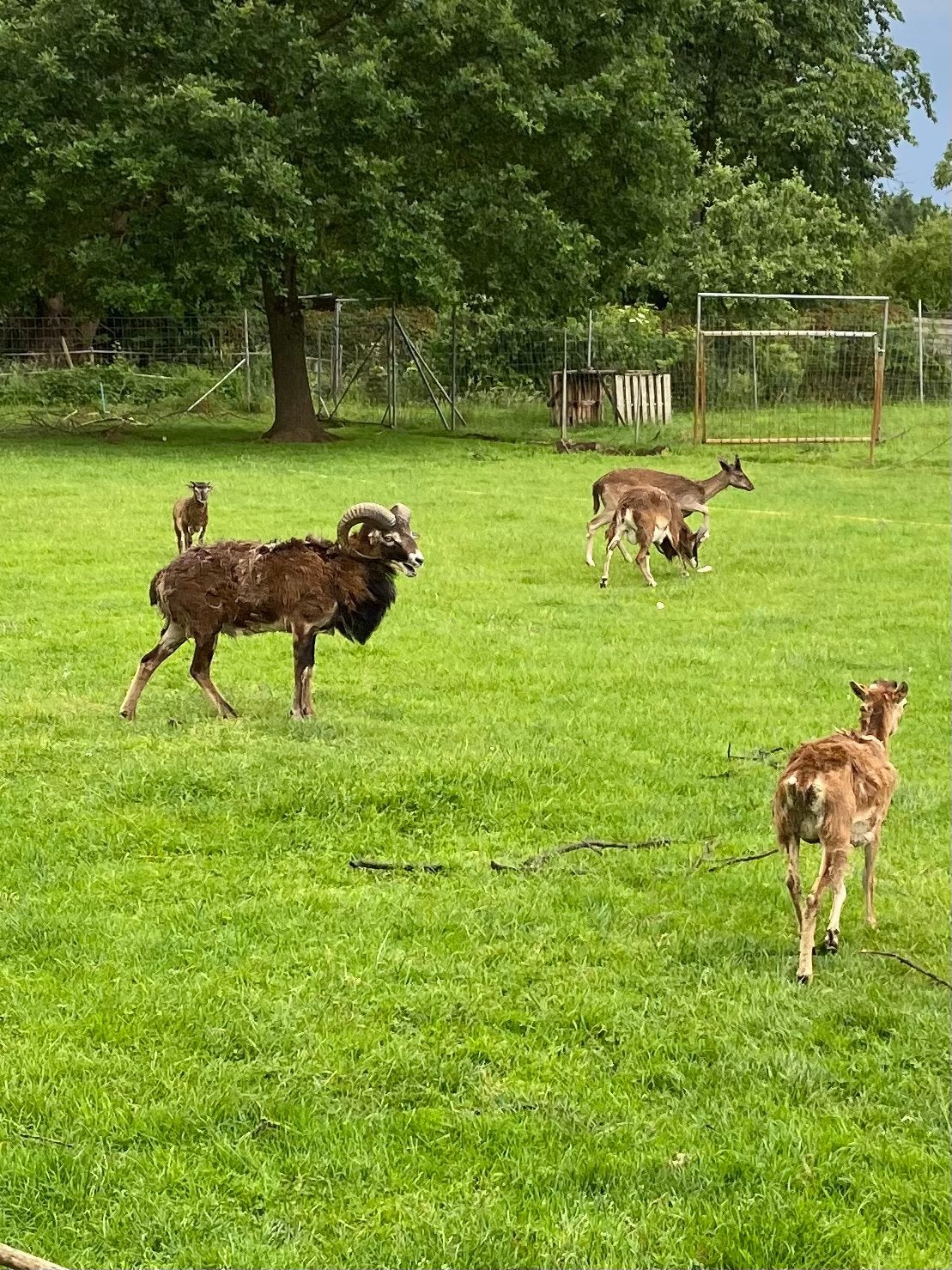 Mouflons 2 jaar, Dieren en Toebehoren, Schapen, Geiten en Varkens, Meerdere dieren, Schaap, 0 tot 2 jaar