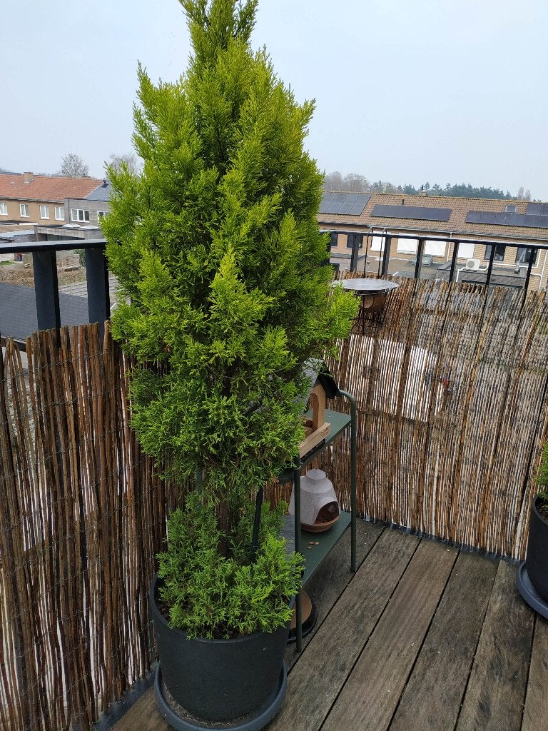 Lemon Cypress – mooie groene conifeer, Tuin en Terras, Ophalen, Conifeer, Struik, 100 tot 250 cm