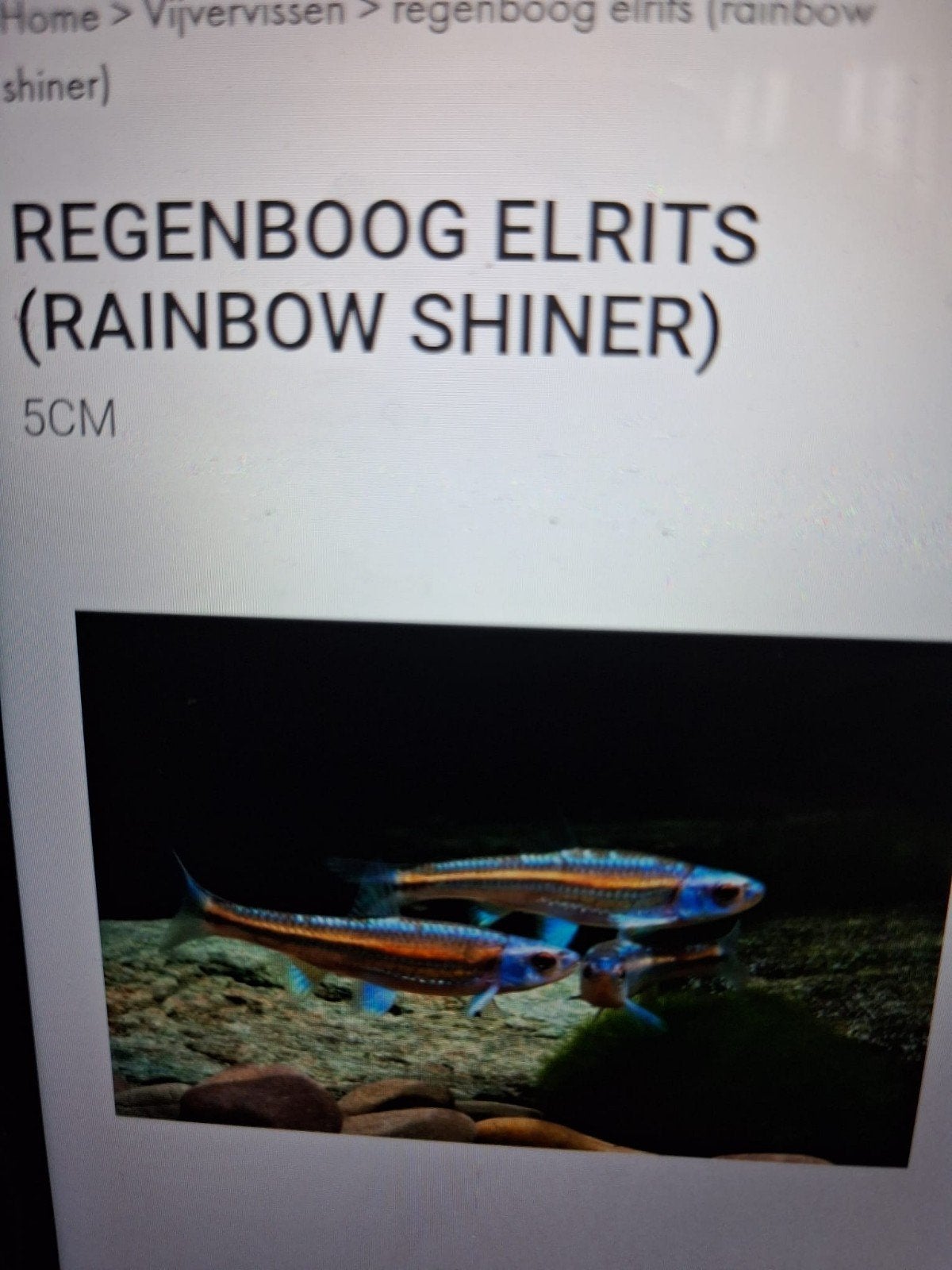regenboog elrits, Ophalen