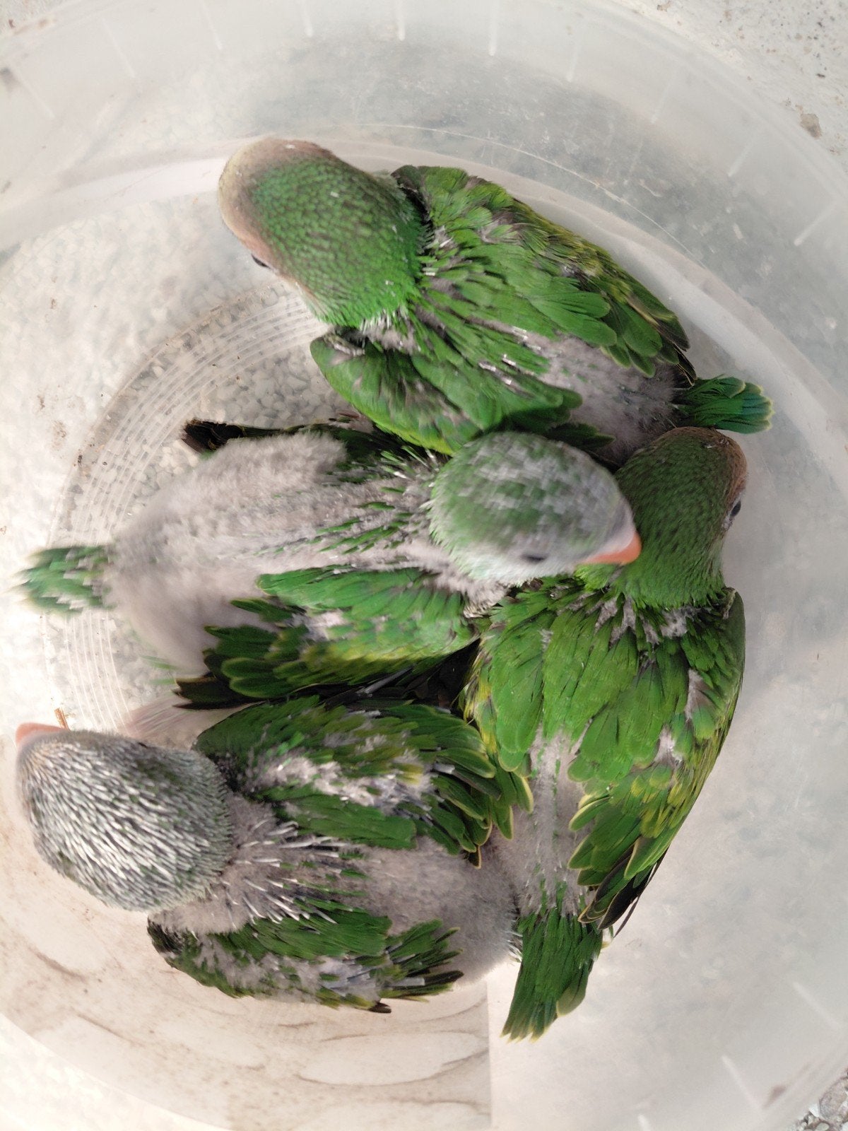 Baby's roseborstbaardparkieten, Dieren en Toebehoren