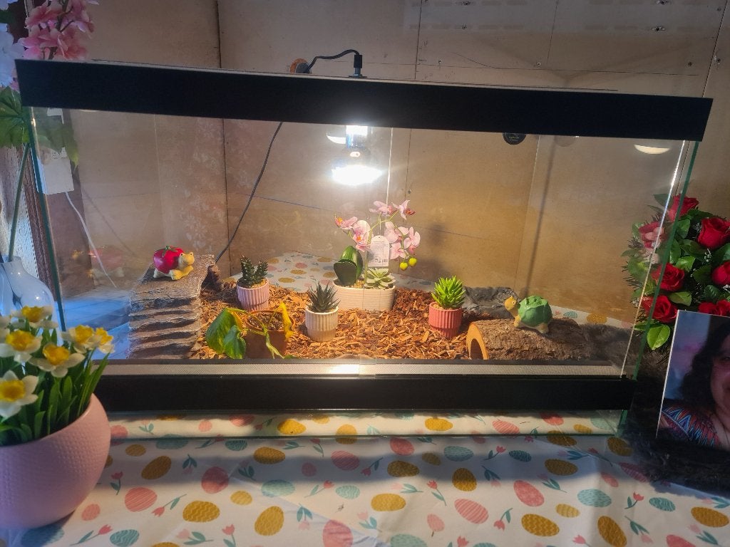 Terraruim met toebehoren, Dieren en Toebehoren, Ophalen