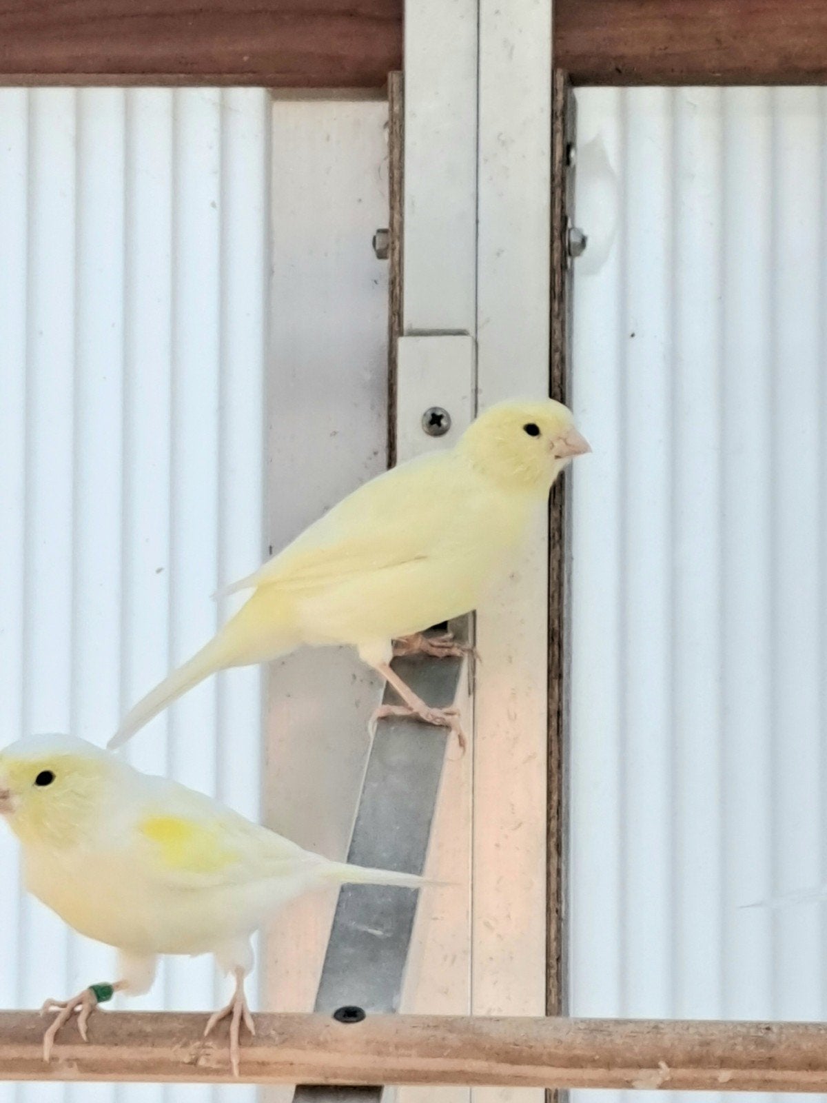 Kanarie pop, Dieren en Toebehoren, Vrouwelijk, Kleurkanarie