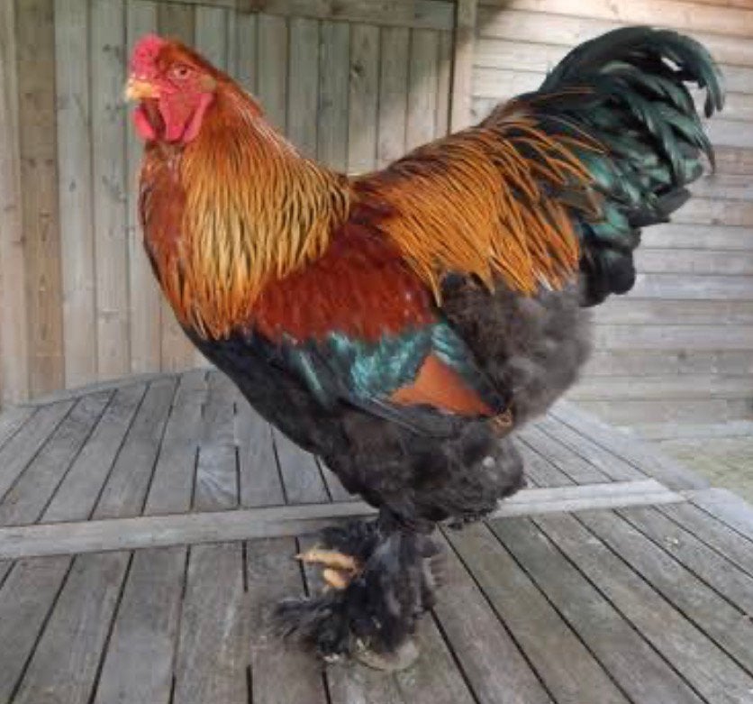 Brahma goudpatrijs haan, Dieren en Toebehoren, Mannelijk, Kip