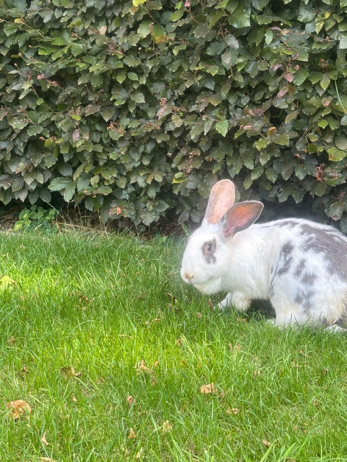 Kruising Vlinder  Vlaamse Reus – Vrouwtje, Dieren en Toebehoren, Vrouwelijk, Groot, 0 tot 2 jaar