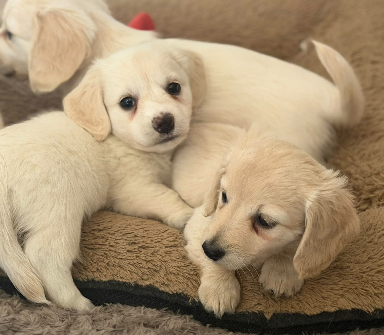 Chiots teckel blond crème à poil long, élevés à la maison !, Animaux & Accessoires, Chien (mâle), Maladie de Carré (chiens), Belgique