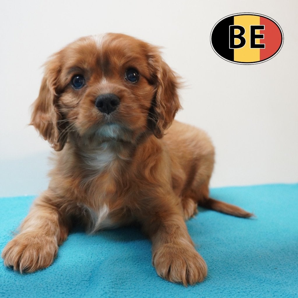 Cavalier King Charles - schattige Belgische pups te koop, Dieren en Toebehoren, Parvo, België, 8 tot 15 weken, Meerdere