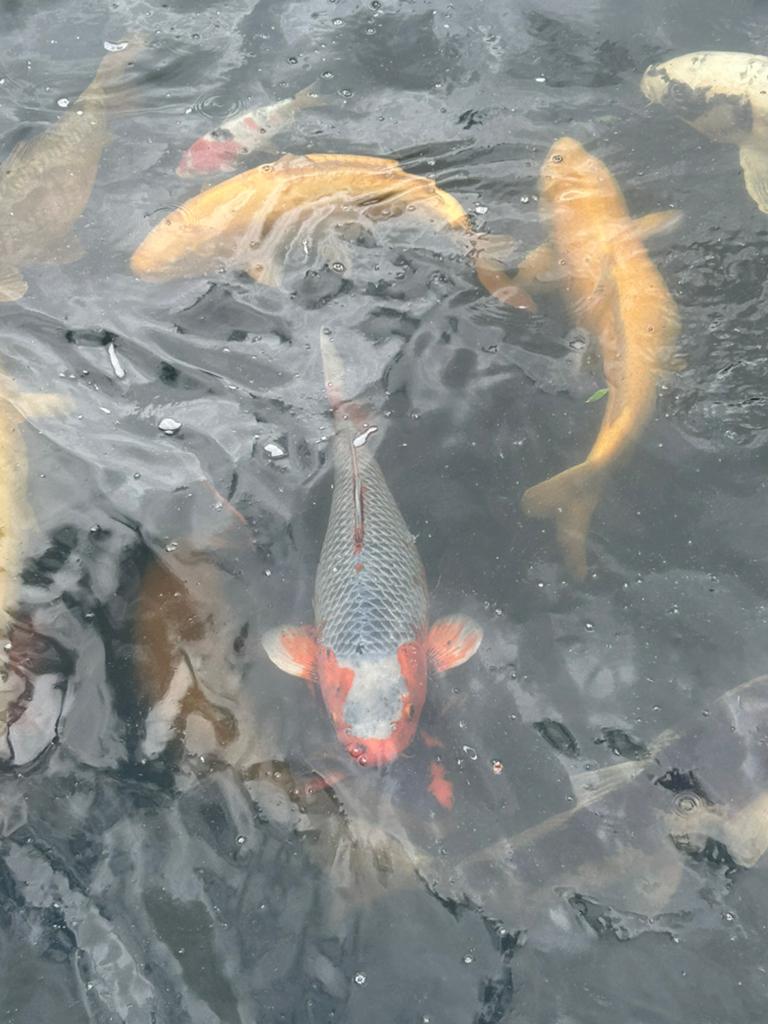 Asagi koi te koop, Dieren en Toebehoren, Vissen | Vijvervissen, Karper of Koi