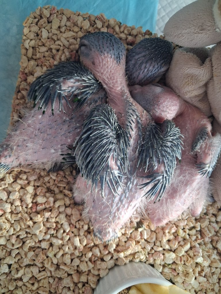 Super tamme zwartkop caique's, Dieren en Toebehoren, Geslacht onbekend, Papegaai, Tam