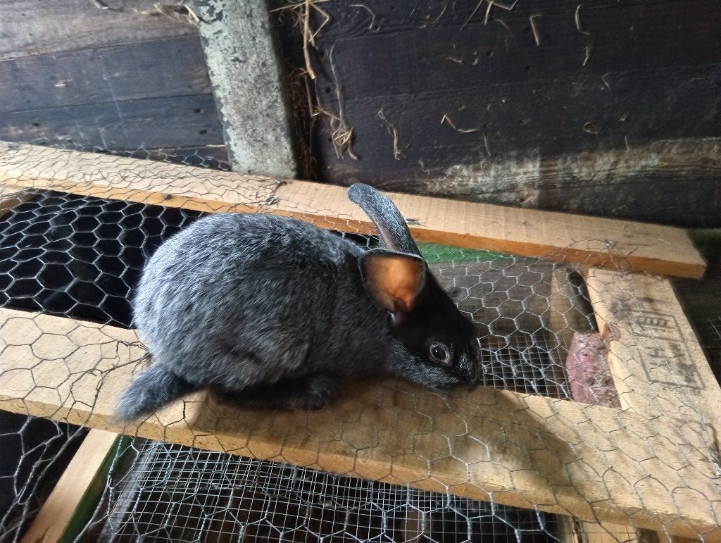 Belgische zilver, Plusieurs animaux, Taille moyenne, 0 à 2 ans