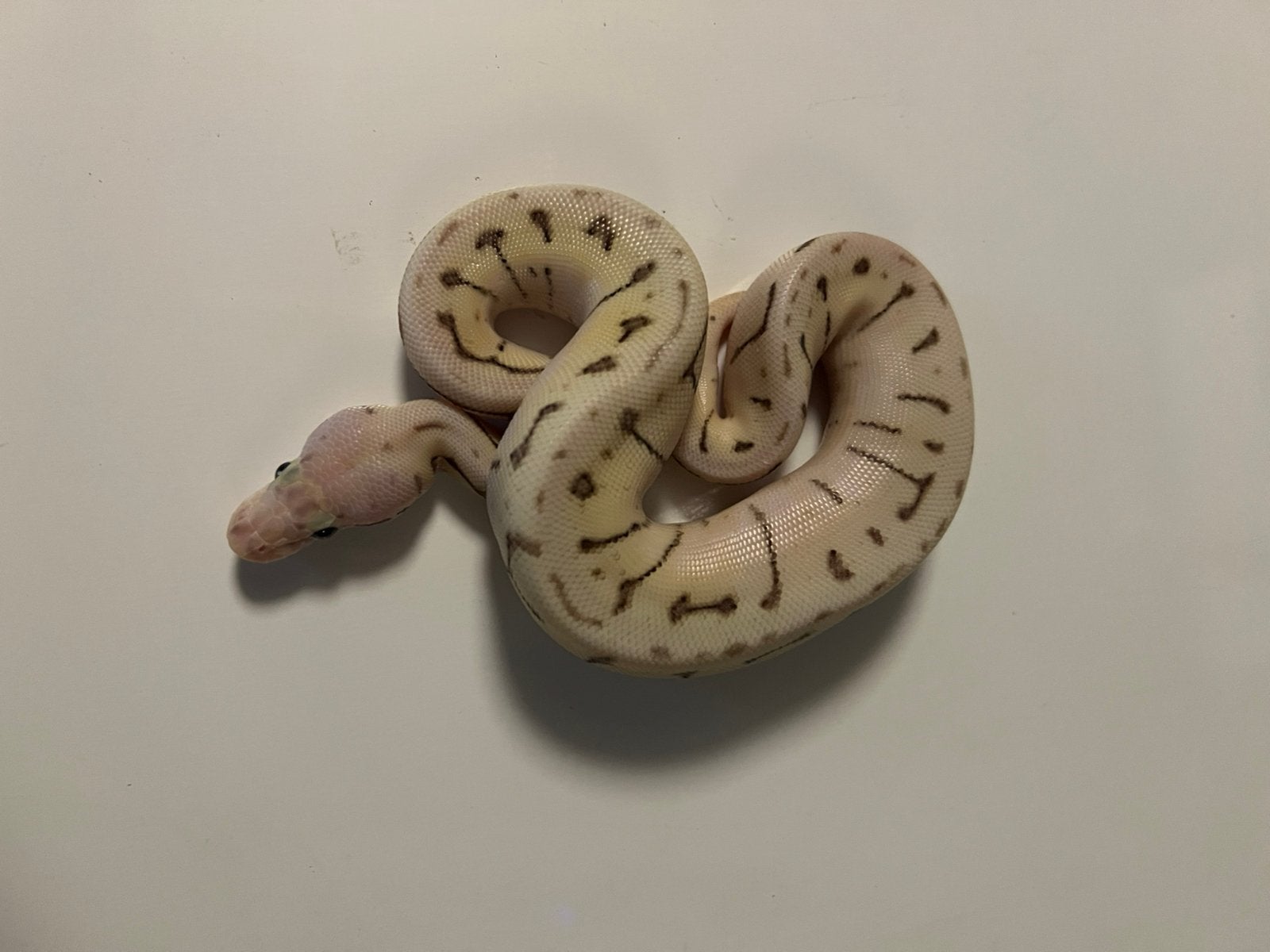 0.1 Fire Pastel Spider Pinstripe (pos. Tr.) Het Axanthic TSK Ball Python - female for sale from aiko.guldix